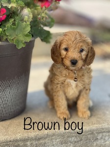 Brown Boy
